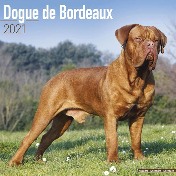 Dogue de Bordeaux