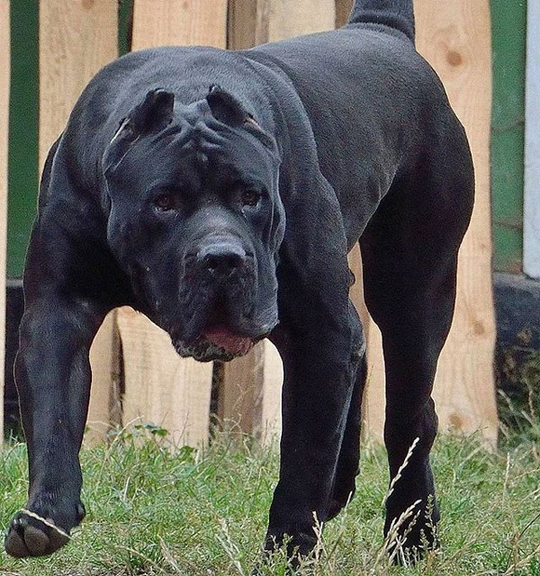 Dogo Canario