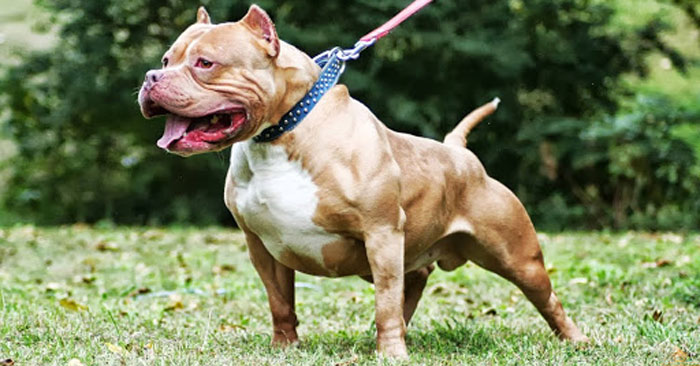Chó Pitbull