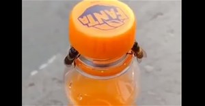 Video bắt quả tang 2 con ong làm việc teamwork để mở nắp một chai nước ngọt?