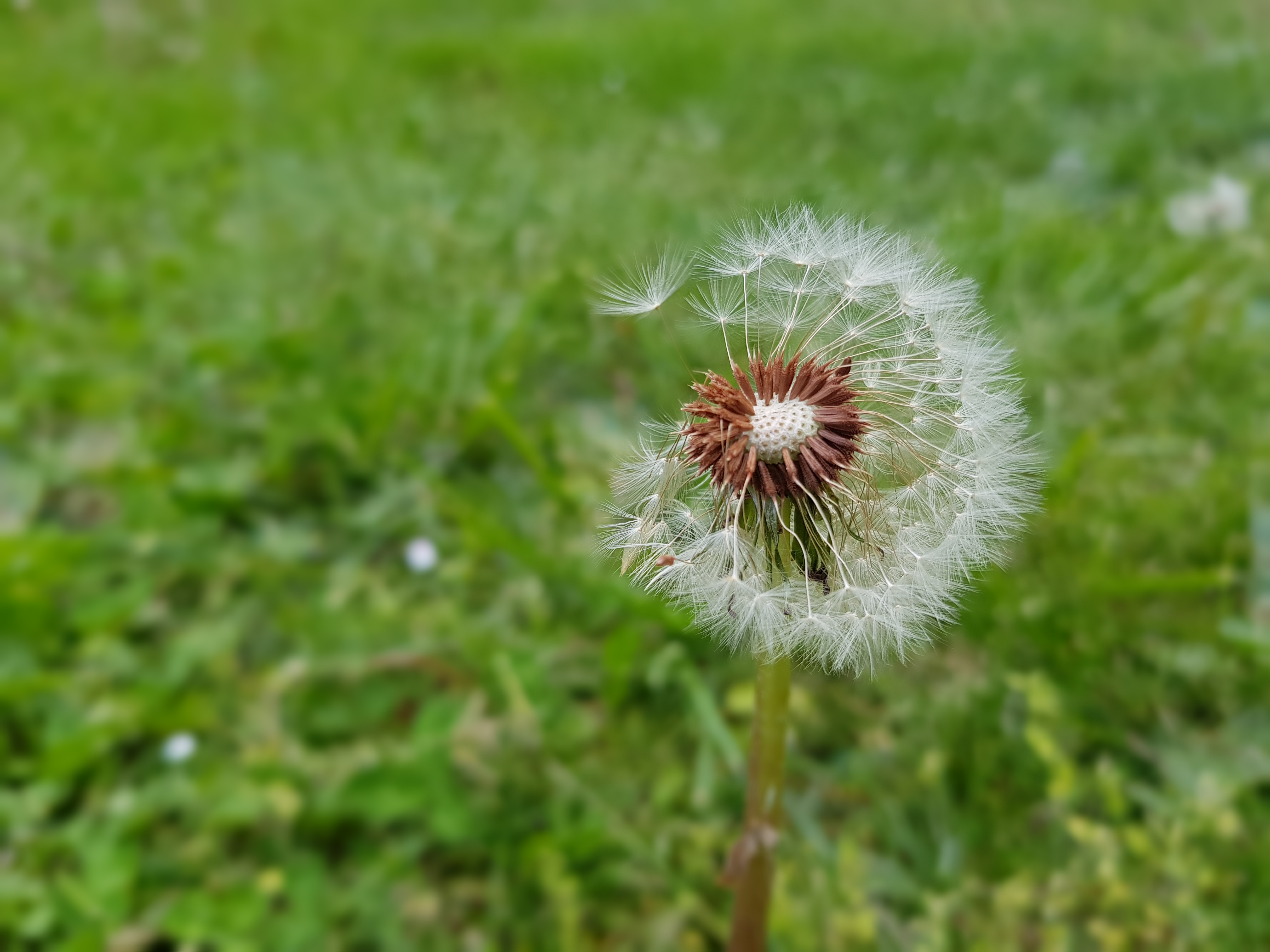 Ảnh gốc (4032 x 3024 = 12.19 MP; 16.7 MB)