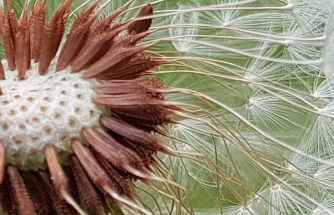 Ảnh Gốc - crop 100%