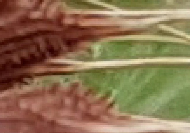 Ảnh Gốc - Crop 622%
