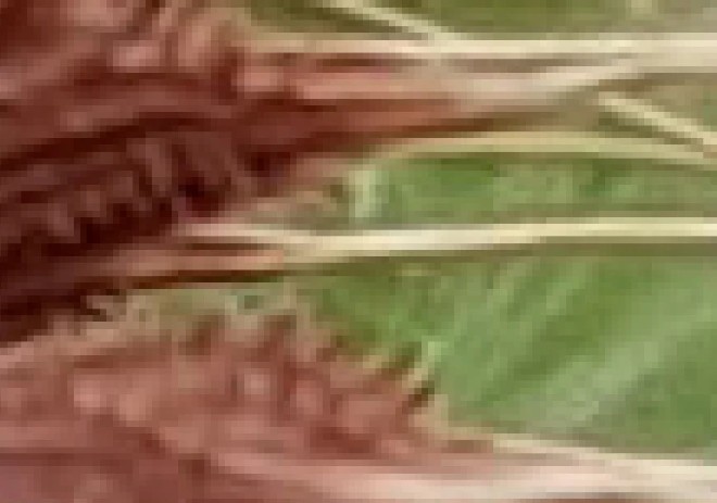 Ảnh Chất lượng cao - Crop 622%