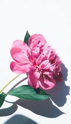 Hình nền hoa mẫu đơn cho điện thoại - Ảnh nền hoa mẫu đơn - HoaTieu.vn |  Flowers, Wallpaper, Peonies