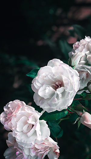 Hình nền hoa mẫu đơn trắng sẽ mang lại cho bạn cảm giác tĩnh lặng và thanh thản. Hãy xem hình ảnh này để thấy được sự đẹp mắt và trang nhã của hoa mẫu đơn trắng.