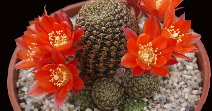 Xương rồng nở hoa