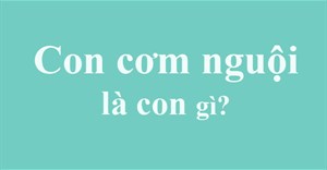 Con cơm nguội là con gì? Thiếu trùng cơm nguội là gì?