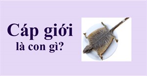 Cáp giới là con gì?