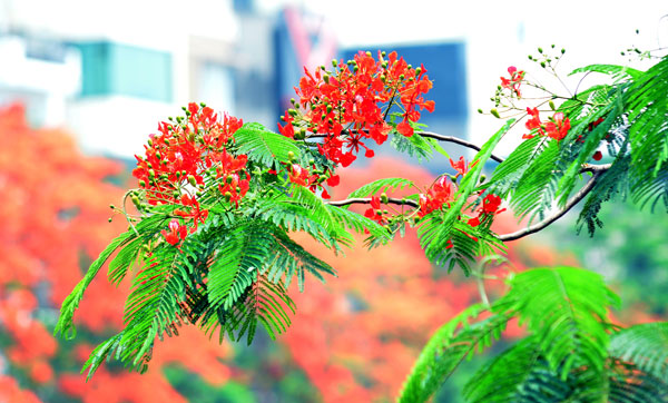 Tháng 7 và nỗi nhớ