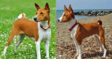 Basenji, giống chó kỳ lạ không có khả năng sủa