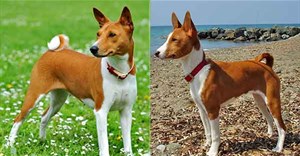 Basenji, giống chó kỳ lạ không có khả năng sủa