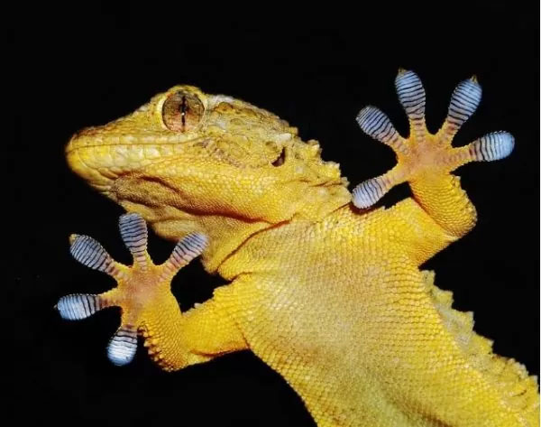 Chân của tắc kè