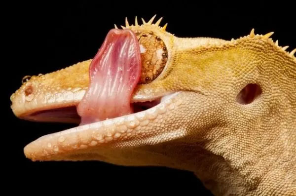 Tắc kè liếm mắt