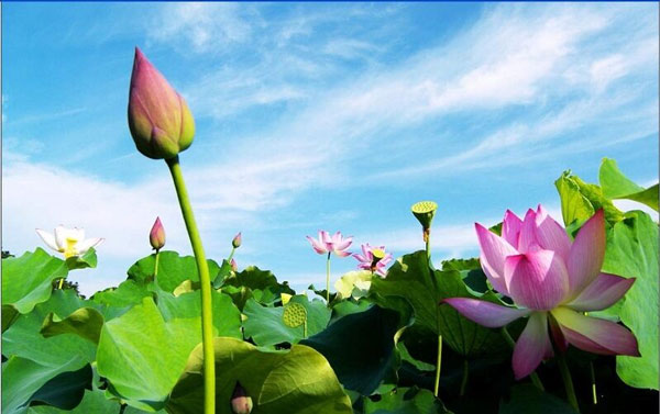 Thơ hoa sen tuyệt đẹp là tác phẩm nghệ thuật ánh sáng vào sự hiền hòa và thanh nhã của hoa sen. Xem ảnh để chiêm ngưỡng tác phẩm thơ ca và sự tinh túy của hoa sen.