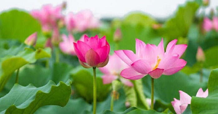 Thơ về hoa sen đã từ lâu trở thành một tinh hoa văn học của dân tộc Việt Nam. Hãy đọc và cảm nhận những dòng thi ca trữ tình về hoa sen trong bức hình này.