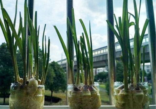 Cây tỏi con phát triển rễ trong cốc nước