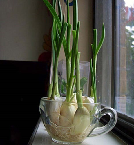 Chậu tỏi cảnh trồng thủy canh trong nhà
