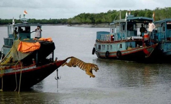 1. Life of Pi phiên bản đời thực là đây chứ đâu, tất nhiên không thể giống hoàn toàn với trên màn ảnh được.