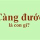 Con Càng đước là con gì?