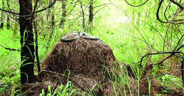 Tổ rắn hổ mang chúa