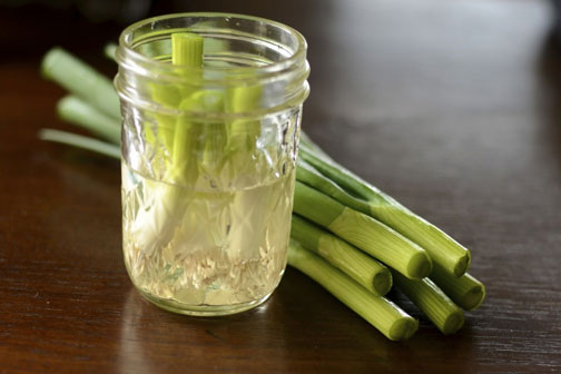 Put the onion root in a glass cup and fill with water so that the entire root is covered