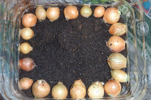 Growing onions in plastic bottles