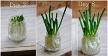 2 cách trồng hành lá tại nhà đơn giản, vừa đẹp vừa có rau sạch ăn