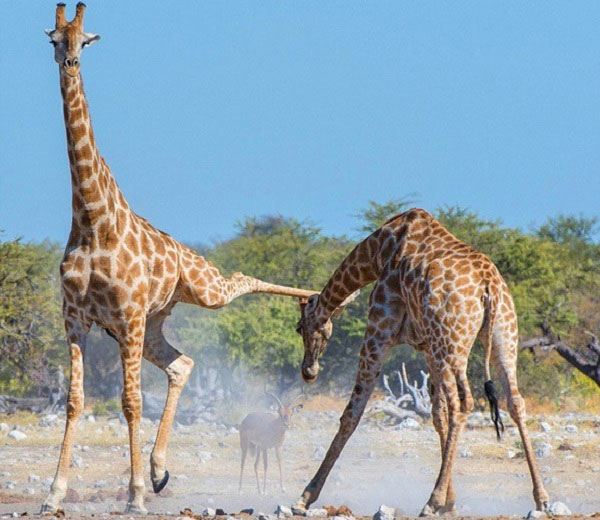 Màn đấu võ tàn khốc giữa hai con hươu cao cổ ở xavan châu Phi do nhiếp ảnh gia chuyên chụp động vật hoang dã Anja Denker ghi lại.