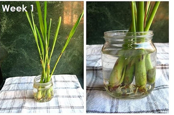 Trồng sả tại nhà