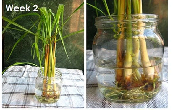 Trồng sả trong nước