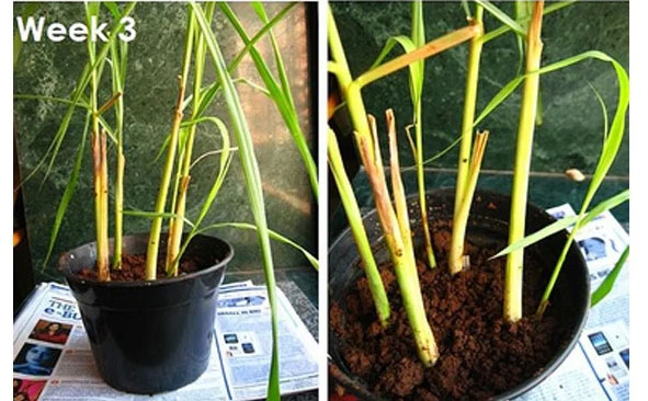 Cách trồng sả