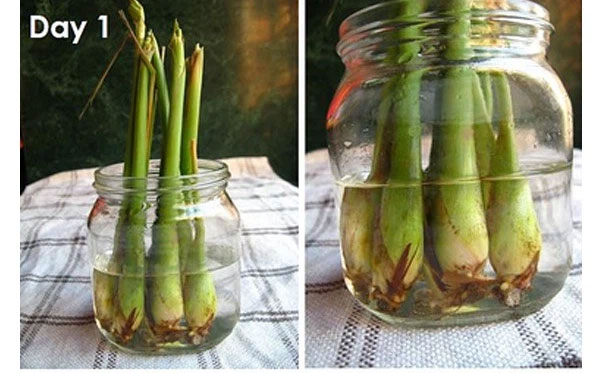 Cắm gốc sả vào chậu nước