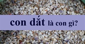 Con dắt là con gì? Cháo dắt là cháo gì?