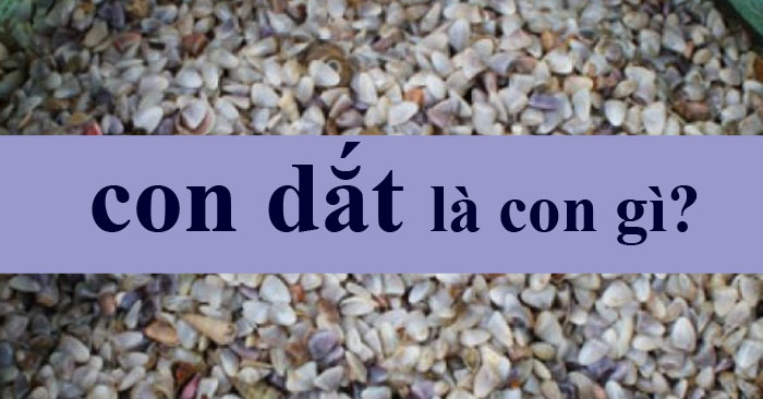 Con Oc Dat Con dắt là con gì? Cháo dắt là cháo gì? - QuanTriMang.com