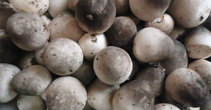 Bảo quản nấm rơm 