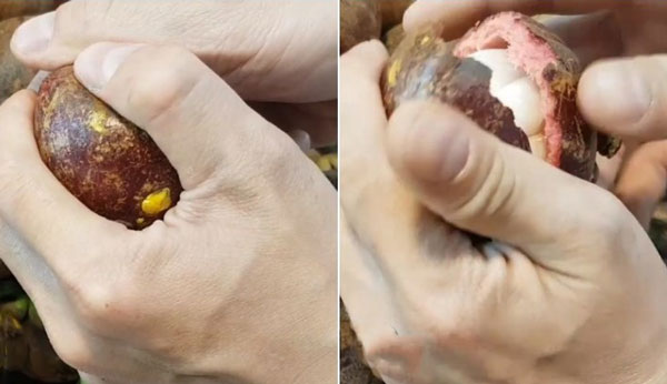 Bóp ngang trái măng cụt