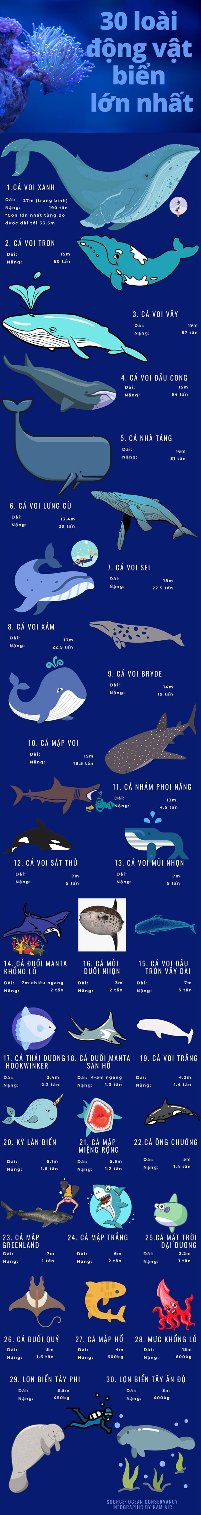 30 loài động vật biển lớn nhất thế giới