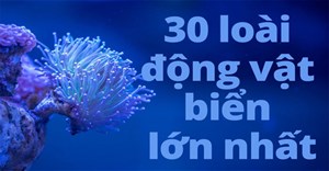 Infographic: 30 loài động vật biển lớn nhất thế giới