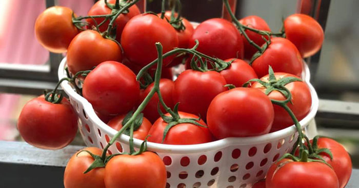3 cách giúp bảo quản cà chua trong tủ lạnh được lâu