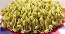 Giá đậu nành có tác dụng gì? Cách làm giá đậu nành đơn giản tại nhà
