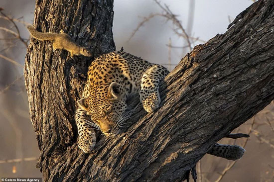 Để tránh bị kẻ thù tấn công, báo đốm thường ngủ trên cây vắt vẻo như thế này đây. 