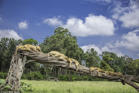 Đàn sư tử cùng nhau nằm ngủ trên thân cây to bị gãy. Sư tử thường dành từ 15 - 20 tiếng để ngủ.