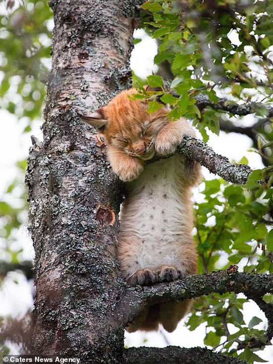 Ôi dồi ôi, sao lại khổ vậy hả mèo ơi. Xuống hẳn mặt đất mà ngủ cho ngon chứ sao lại trèo lên trên cành cây khúc khuỷu ngủ thế kia.