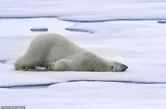 Cơn buồn ngủ ập đến thì đố ai mà cưỡng lại được nhé. Gấu Bắc cực thường ngủ từ 7 đến 8 tiếng một ngày.
