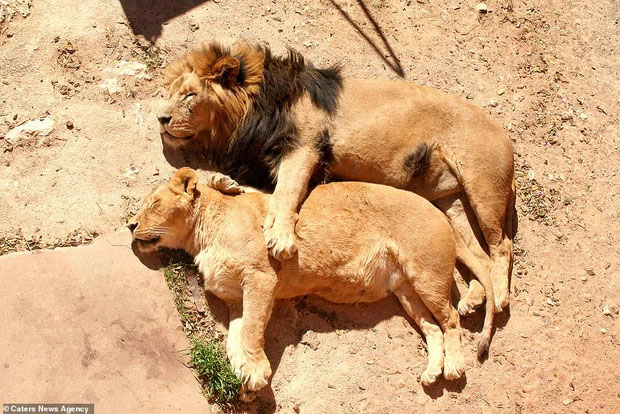 Ngủ mà có người nằm cạnh thế này thì sao dậy được chứ.  Sư tử thường có thói quen ngủ ban ngày vì chúng săn mồi về đêm.