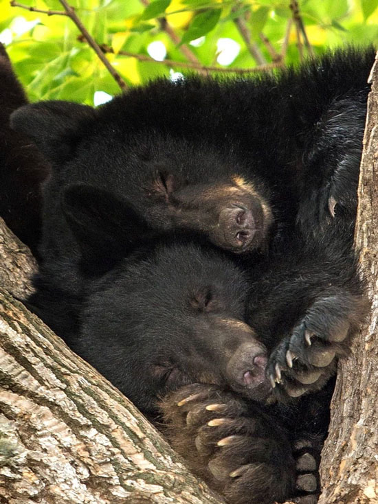 Ngủ thế này thì sét đánh ngay tai cũng kệ nhé. Gấu đen có thói quen ngủ liên tục trong 7 tháng mùa Đông để tránh rét.
