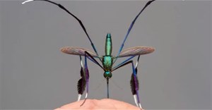 Đây là loài muỗi đẹp nhất thế giới, liệu có xứng đáng để mang giọt máu của bạn?