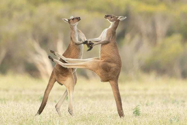 Khoảnh khắc đôi kangaroo đang đánh nhau, một con đã đá vào bụng đối phương được nhiếp ảnh gia Lea Scaddan bắt trọn. Trong ảnh, 2 con kangaroo trông giống như đang khiêu vũ với nhau vậy.