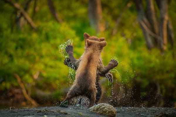 Bức ảnh chụp hai chú gấu con Kamchatka ăn mừng khi đã vượt qua một dòng suối nhỏ do nhiếp ảnh gia Parkinson thực hiện.